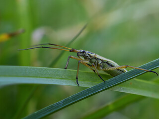 Small greenish-brown beetle (Leptopterna dolabrata) with long antennae sitting on a green blade of grass