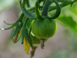 green tomato plant