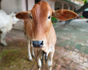 Close-Up Portrait of a Brown Cow in a Rural Setting