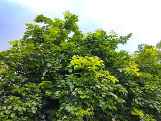 Lush Green Tree Canopy with Bright Fresh Leaves Against the Sky