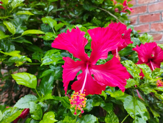 Bright Red Hibiscus Flower in Full Bloom