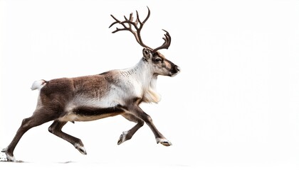 isolated reindeer running on white background