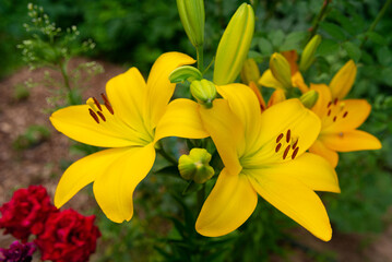 Vibrant yellow lilies in bloom