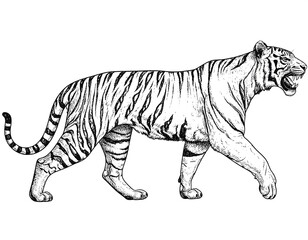 Walking Tiger with Ink Drawing.