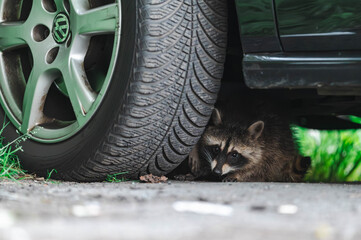 Erste Schritte von Waschbärenwelpen