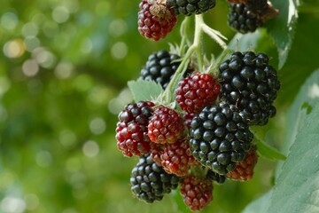 blackberries