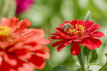 red dahlia flower with bee