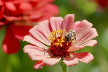 bee on flower
