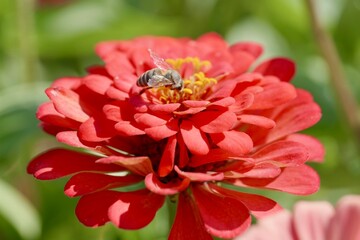 bee on a flower