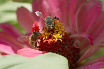 bee on a flower