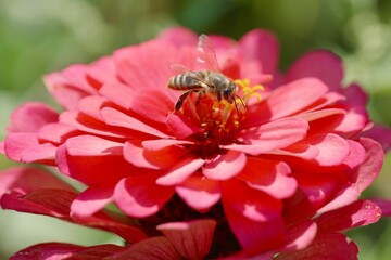 bee on flower