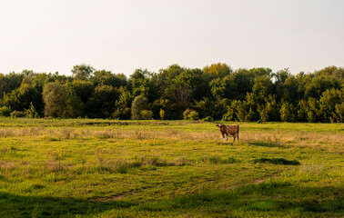 Obraz premium horse in the meadow