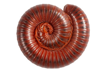Millipede coiled on a white background