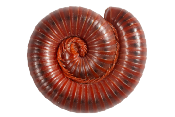 Millipede coiled on a white background