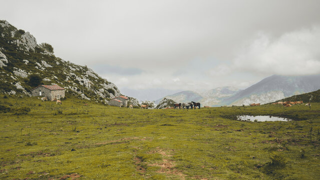 emote mountain pasture with small stone huts, grazing horses and cows, and a reflective pond, surrounded by rocky slopes and misty peaks under a cloudy sky
