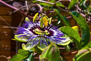 Blaue Passionsblume  - Lateinisch Passiflora caerulea L.- Aus der Familie der Passifloraceae
