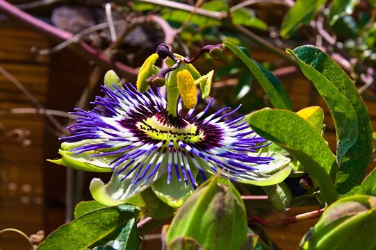 Blaue Passionsblume  - Lateinisch Passiflora caerulea L.- Aus der Familie der Passifloraceae
