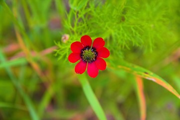 Herbst-Adonisröschen - Lateinisch Adonis annua L. - Aus der Familie der Ranunculaceae
