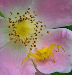 Teile einer Kleinblütige Rose, in der Blüte sitzt eine gelbe Krabbenspinne - Lateinisch Rosa...