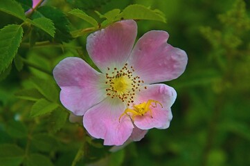 Obraz premium Kleinblütige Rose, in der Blüte sitzt eine gelbe Krabbenspinne - Lateinisch Rosa micrantha Borrer ex Sm. - Aus der Familie der Rosaceae