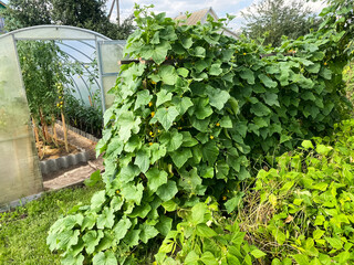 the process of growing cucumbers in the garden in summer