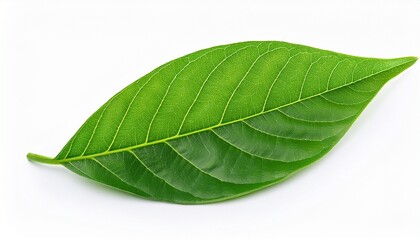 Obraz premium vibrant green leaves isolated on pure white background macro healthy