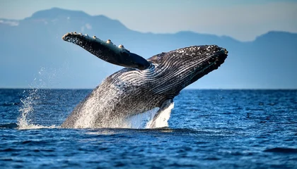 Papier peint photo  isolated humpback whale leaping out of water  © Juana