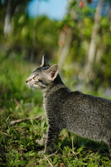 cat in the forest