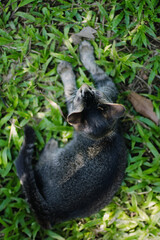 Cat with up camera angle