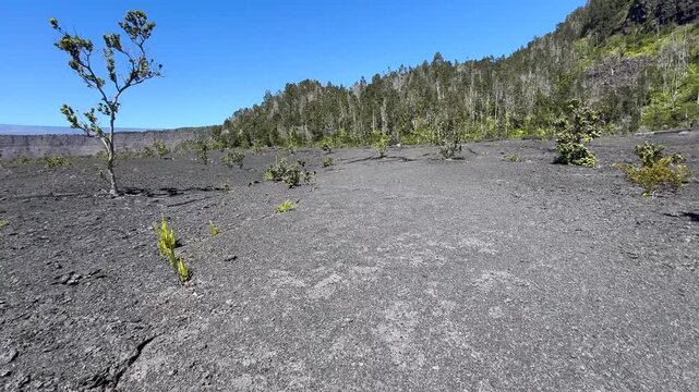 USA, Hawaii, The Big Island, Hilo, Volcanoes National Park, Crater - Hiking where forest meets lava plains and vegetation