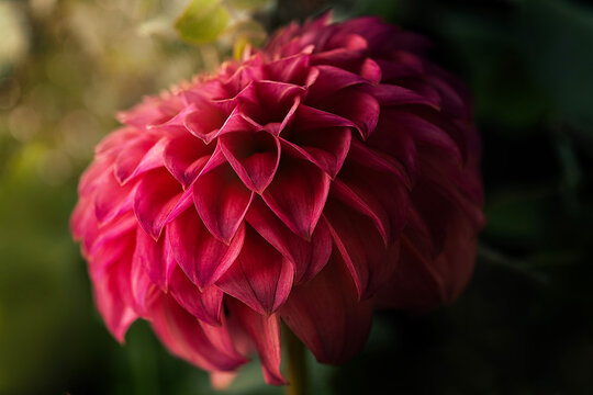 Fototapeta Hot pink dahlia flower