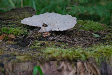 Tyromyces chioneus, commonly known as the white cheese polypore or other similar mushroom