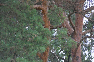 pine trunk with crooked branches