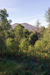 Ben Venue peeping over the trees on the hillside above Loch Katrine. Loch Lomond and the Trossachs National Park, Southern Highlands of Scotland.