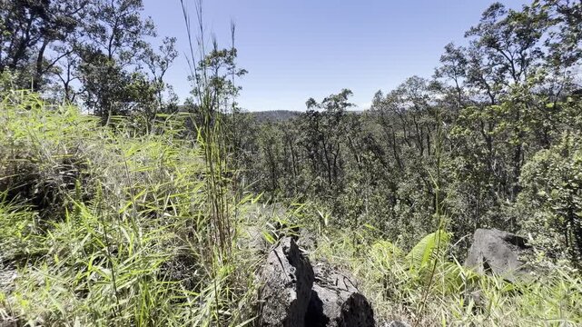USA, Hawaii, The Big Island, Hilo, Volcanoes National Park, Kilauea Iki Trail overlooking forest jungle of Crater