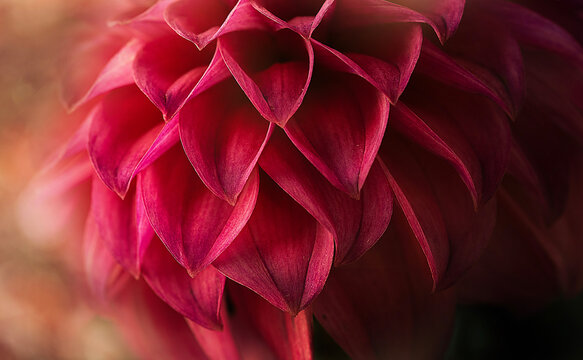 Pink dalia macro 