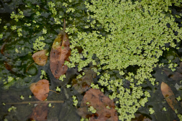 close-up photo of some small plants in the water