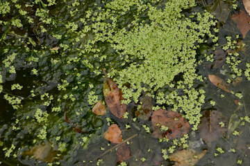 close-up photo of some small plants in the water