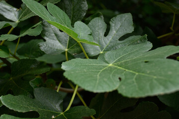 Photos of fig leaves in different shades of green and from different angles