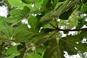 Photos of fig leaves in different shades of green and from different angles