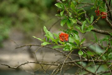 photo of a red flower among green buds