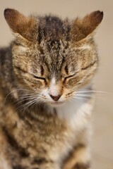 Stray cat sitting in the sun