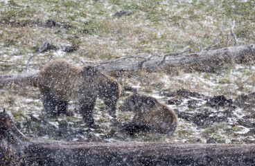 Grizzly Bear Sow and Cub Playing in a Spring Snowstorm in Yellowstone National Park Wyoming