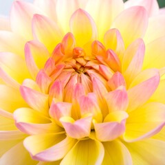 Fototapeta premium Close-up of a delicate yellow and pink dahlia