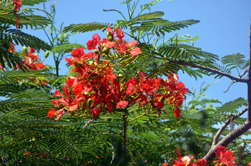 Royal Poinciana Tree lowers