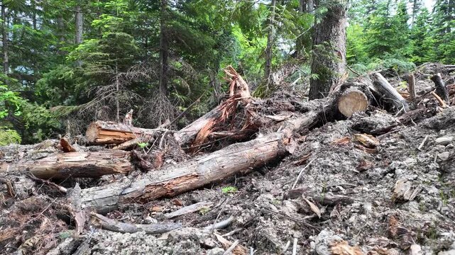 Logging in Canada