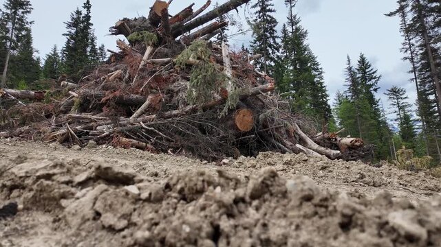 Logging in Canada