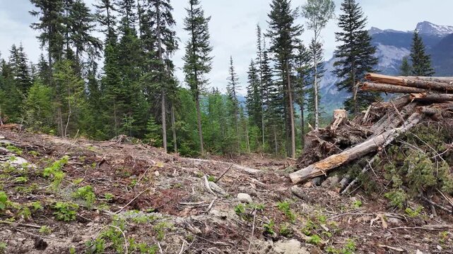 Logging in Canada