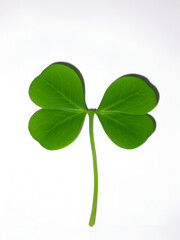 Green four-leaf clover leaf isolated on white background.