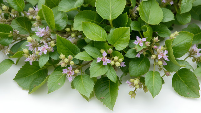 Myrtle-leaf milkwort, polygala myrtifolia, flowers isolated on white, clipping path